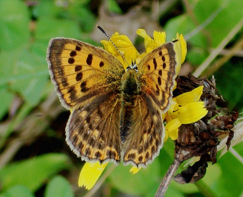 Identificazioni